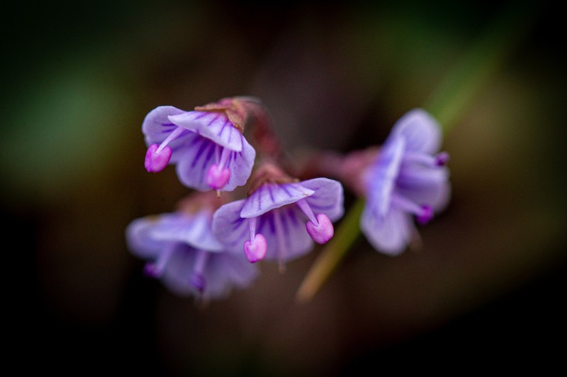 Veronica californica photo 5