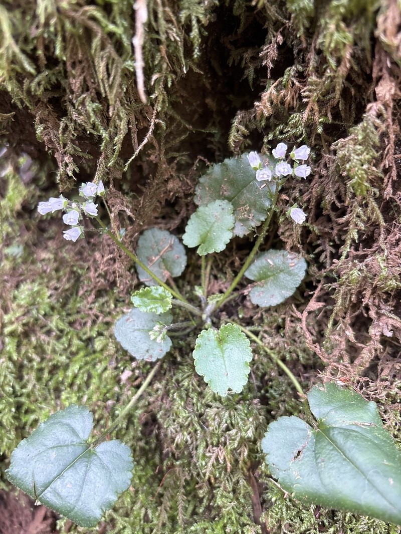 Veronica californica photo 6