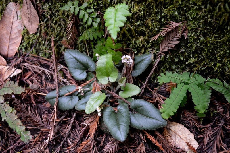 Veronica californica photo 8