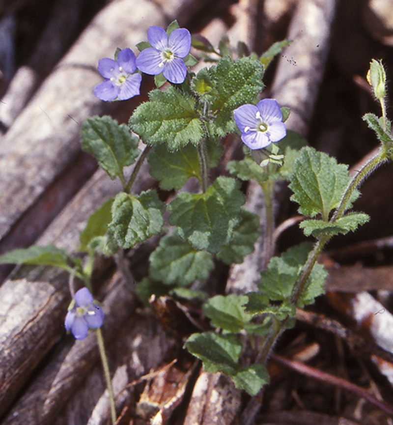 Veronica calycina