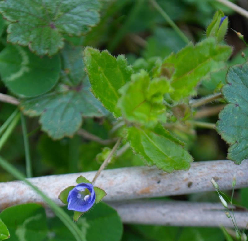 Veronica calycina photo 2