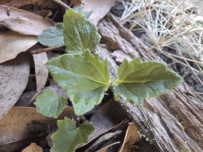 Veronica calycina photo 3
