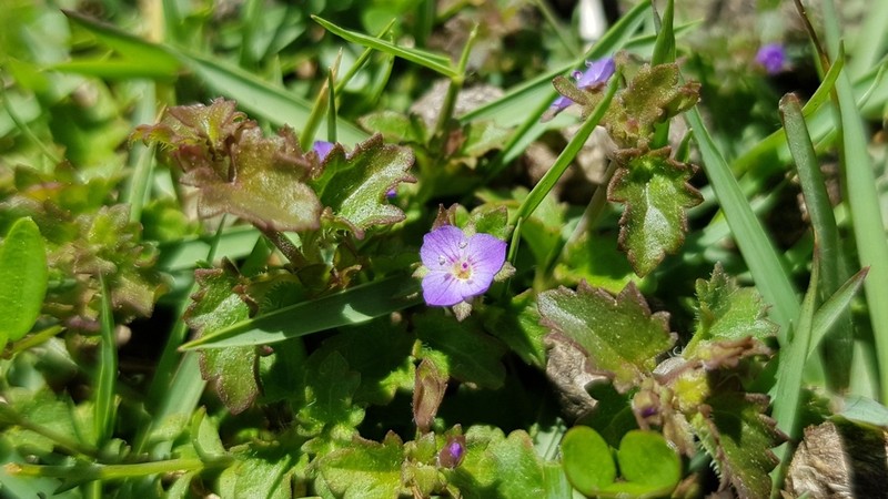 Veronica calycina photo 4
