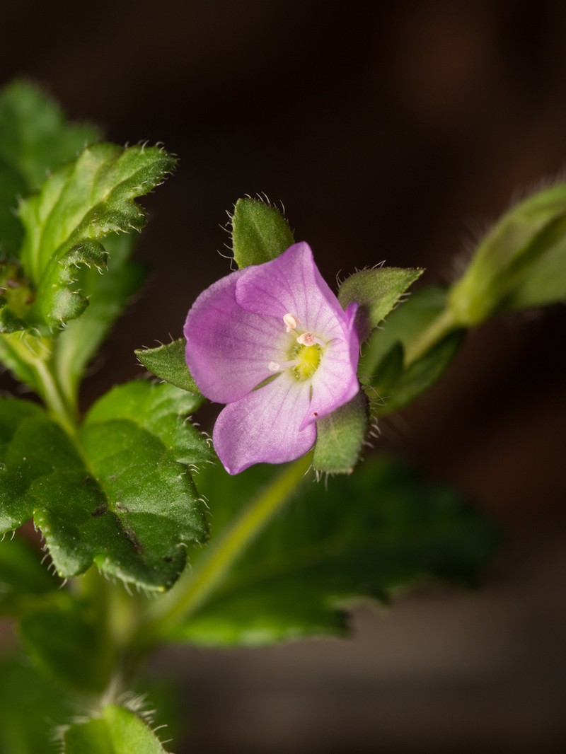 Veronica calycina photo 5