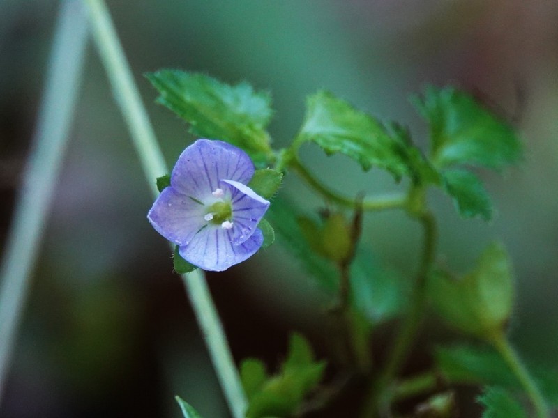 Veronica calycina photo 6