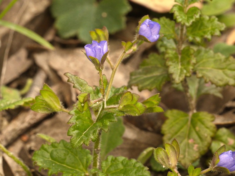 Veronica calycina photo 7