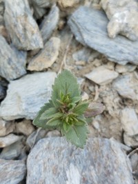 Bent-Foot Speedwell
