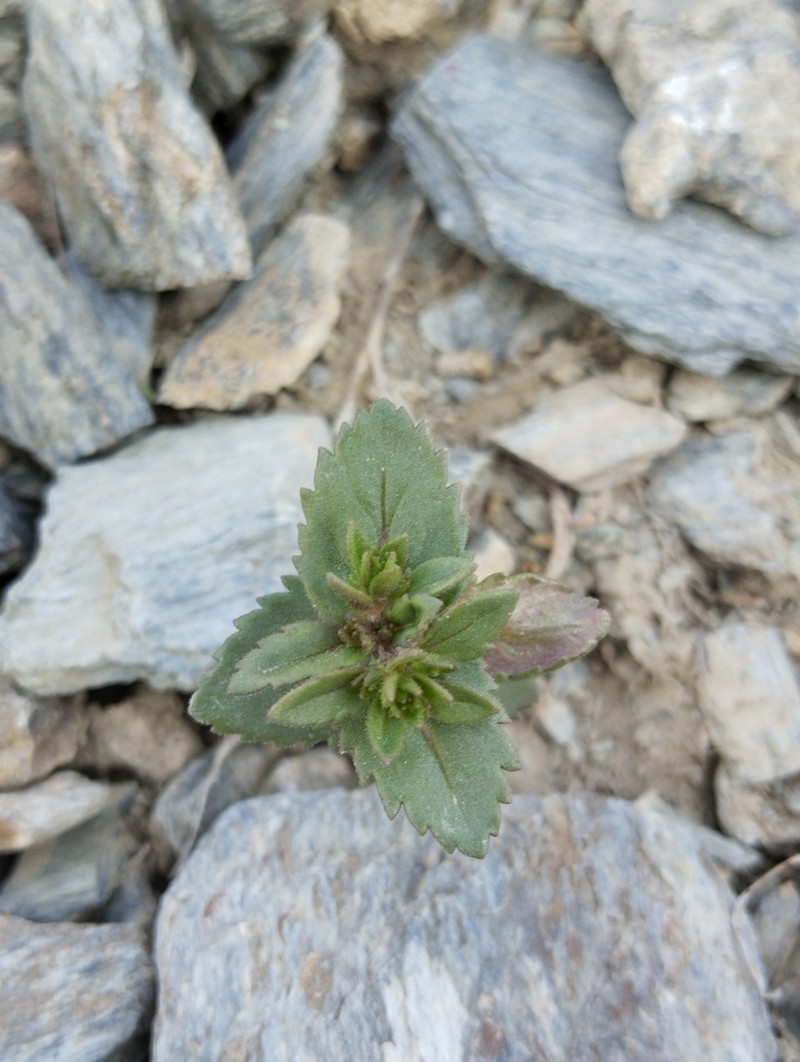 Bent-Foot Speedwell