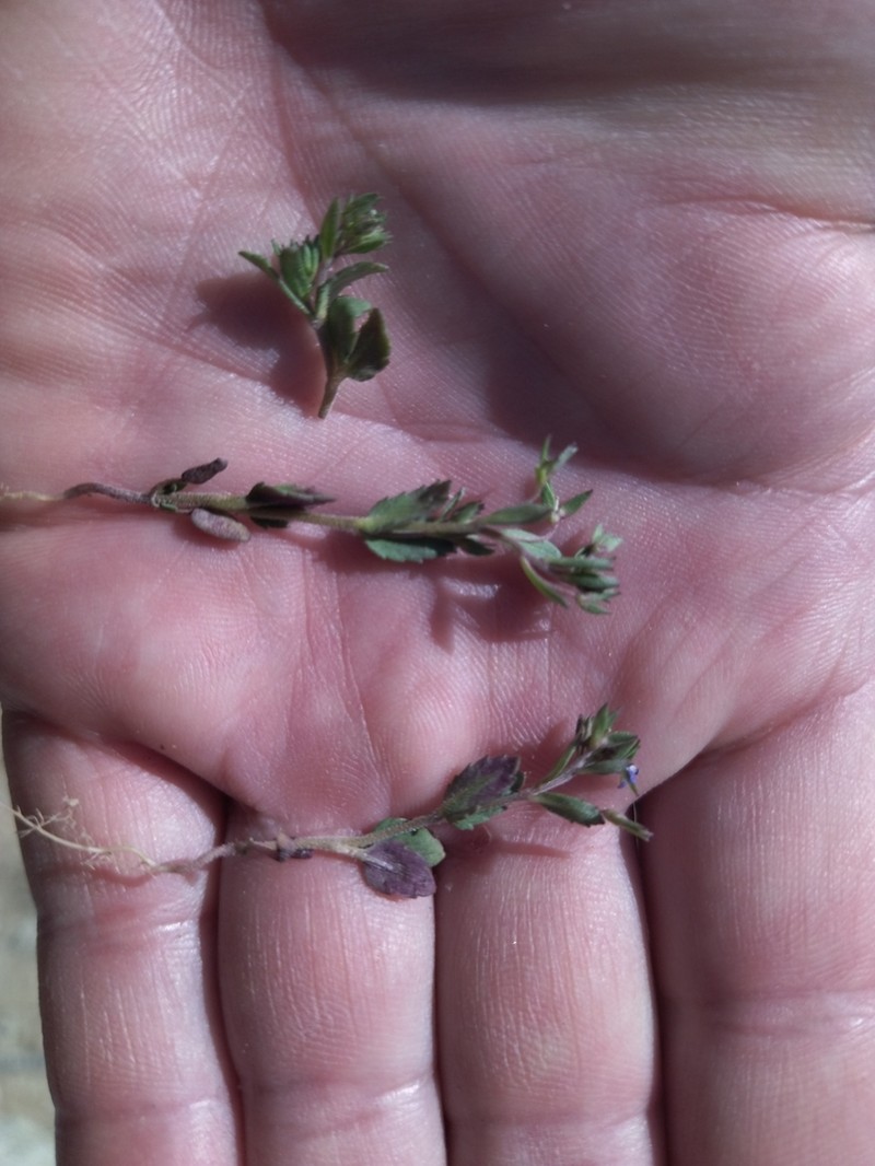 Bent-Foot Speedwell photo 2