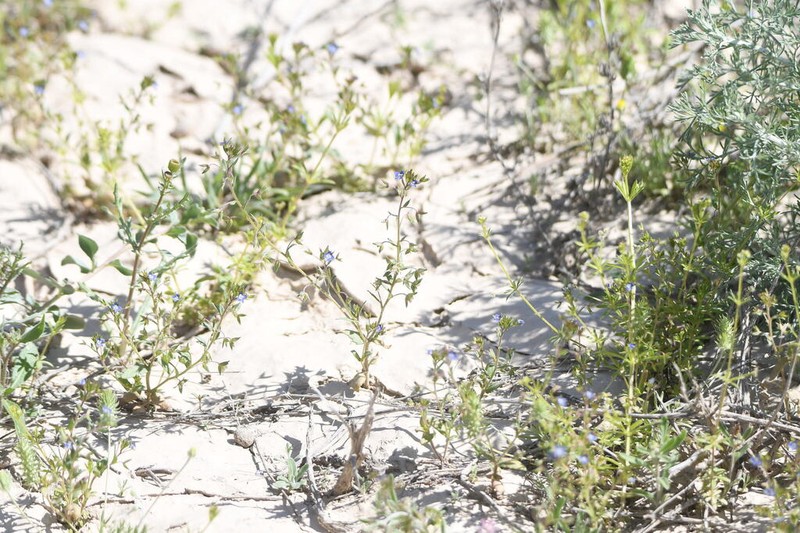 Bent-Foot Speedwell photo 3