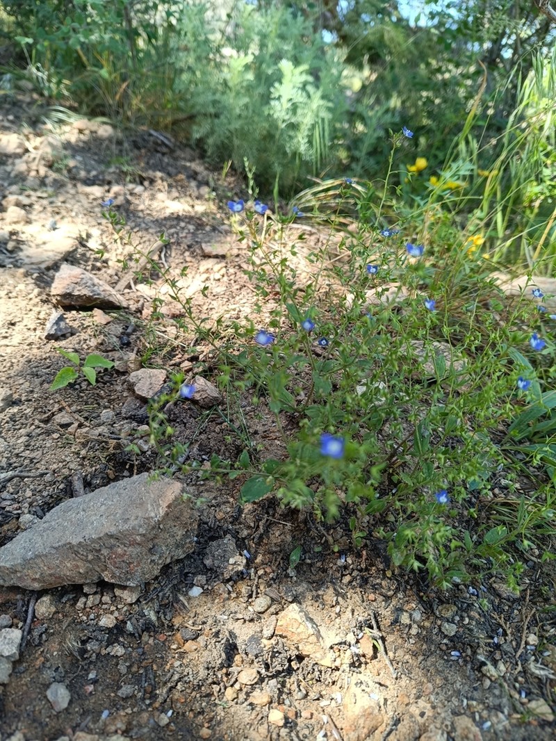 Bent-Foot Speedwell photo 4