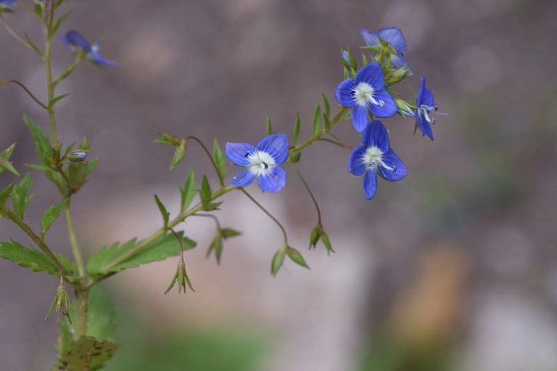 Bent-Foot Speedwell photo 5