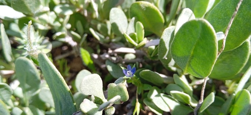 Bent-Foot Speedwell photo 6