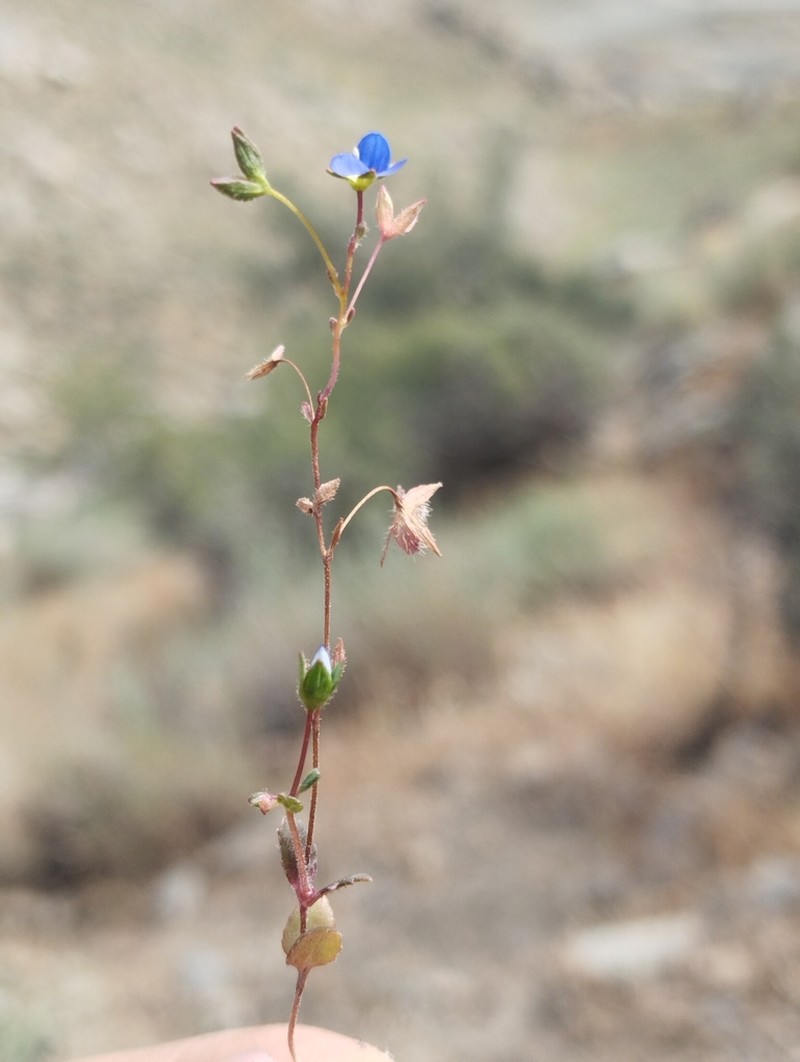 Bent-Foot Speedwell photo 7