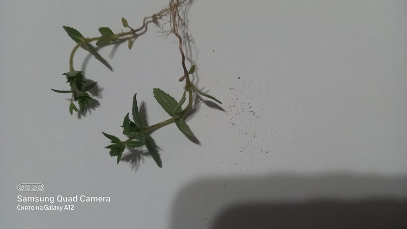 Bent-Foot Speedwell photo 8