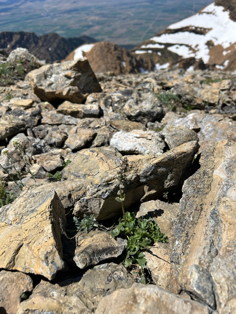 Mission Mountain Kittentails photo 7
