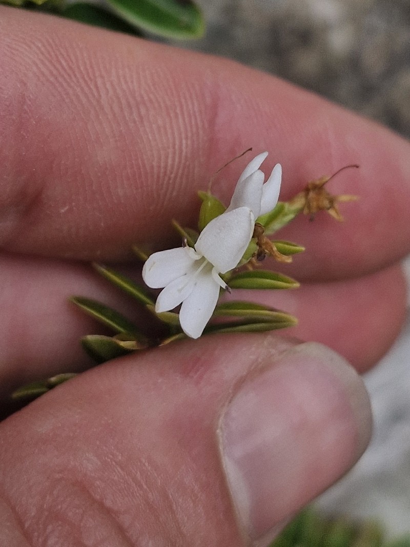 Veronica canterburiensis
