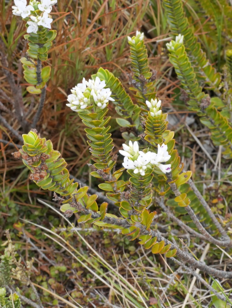 Veronica canterburiensis photo 2