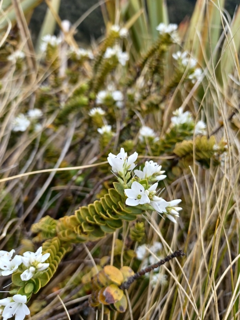 Veronica canterburiensis photo 3