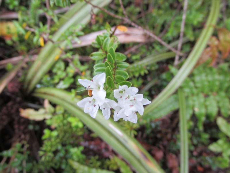 Veronica canterburiensis photo 4