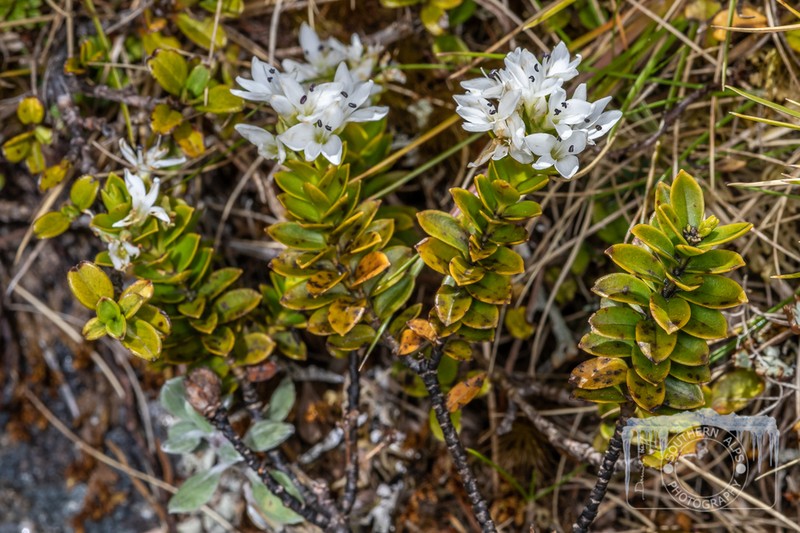 Veronica canterburiensis photo 5
