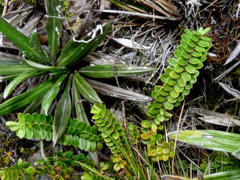 Veronica canterburiensis photo 7