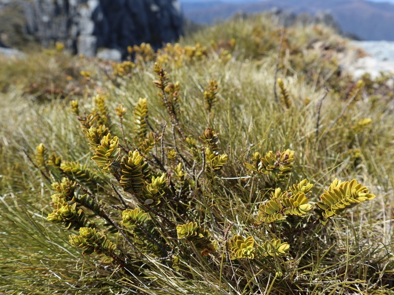 Veronica canterburiensis photo 8
