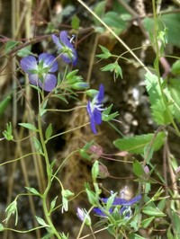 Veronica capillipes