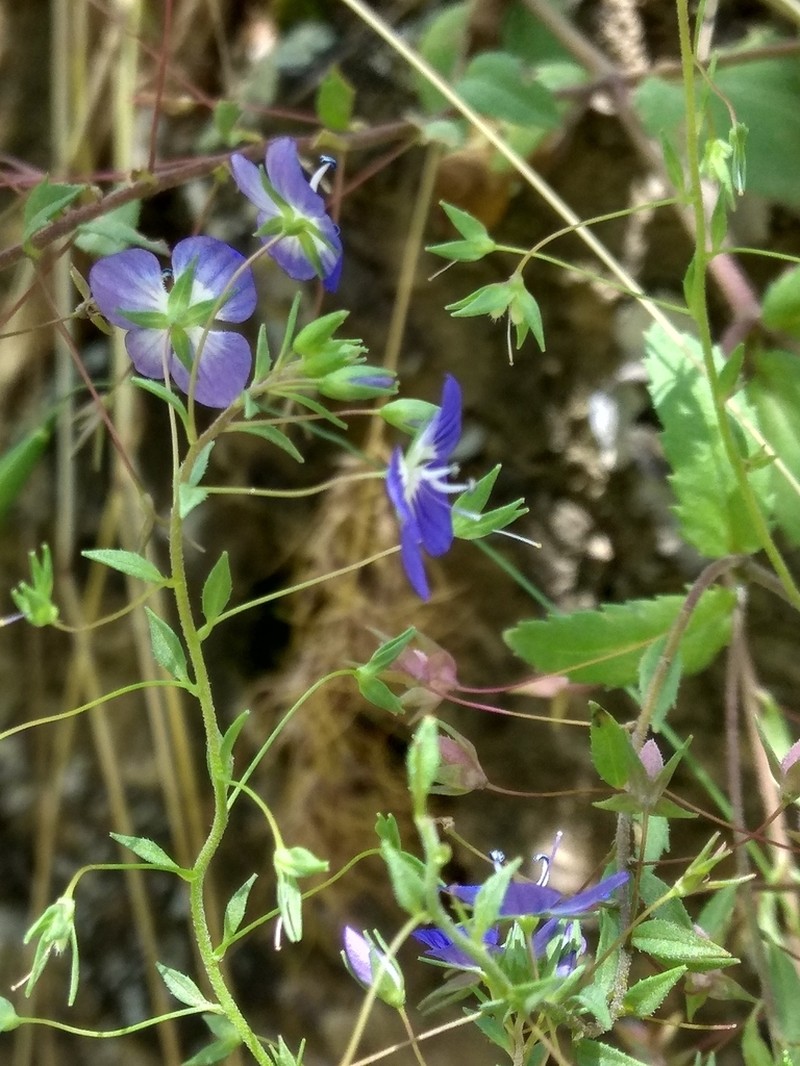 Veronica capillipes