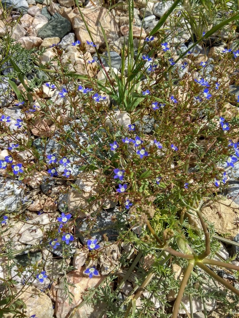 Veronica capillipes photo 2