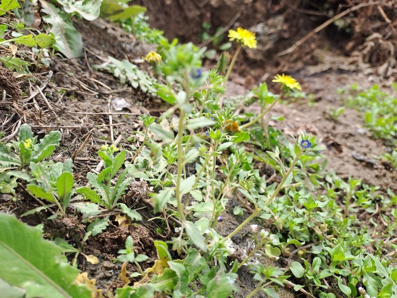 Veronica capillipes photo 3