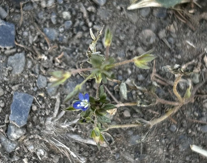 Veronica capillipes photo 5