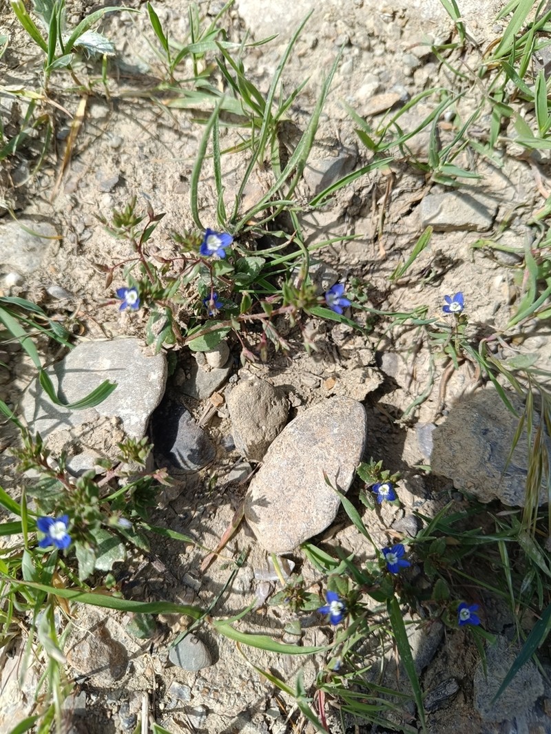 Veronica capillipes photo 6