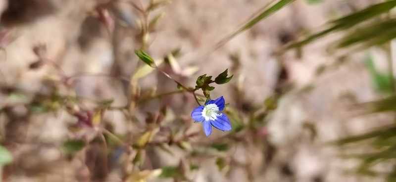 Veronica capillipes photo 7