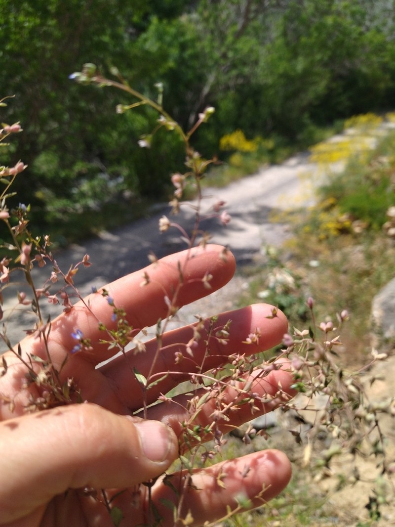 Veronica capillipes photo 8