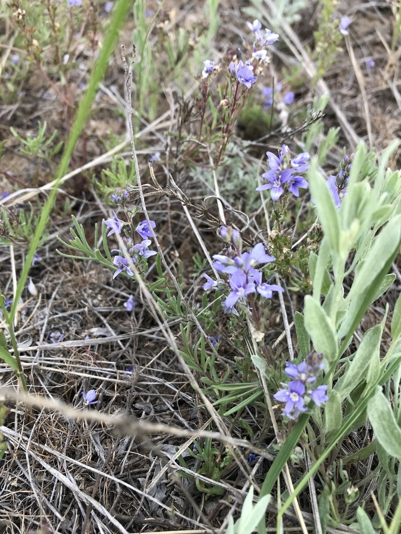 Veronica capsellicarpa photo 2