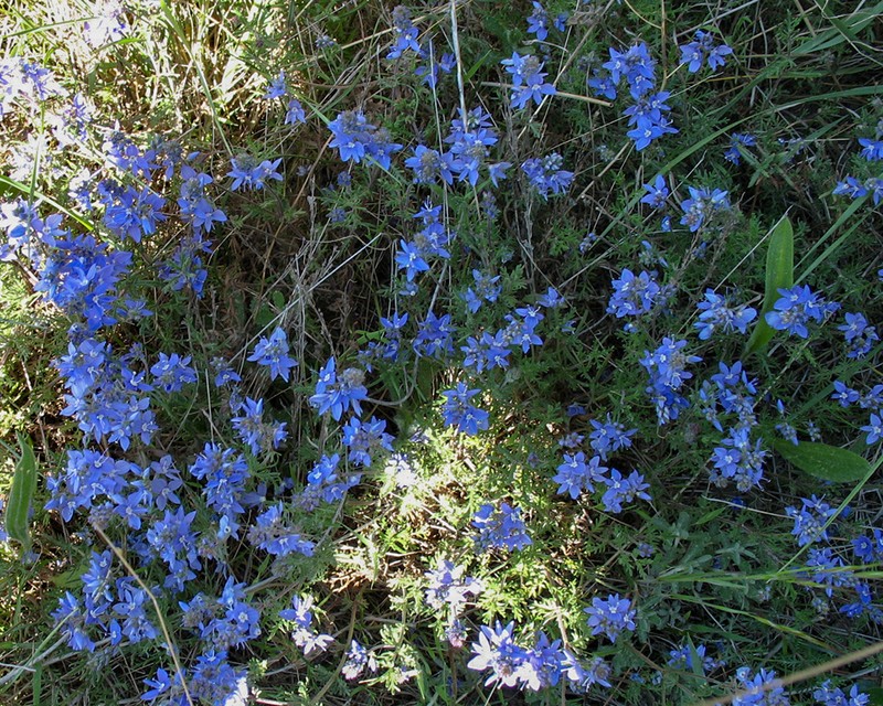Veronica capsellicarpa photo 3