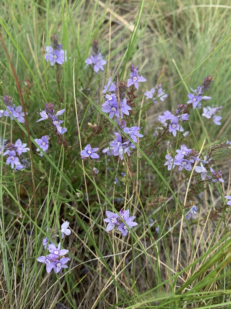 Veronica capsellicarpa photo 4