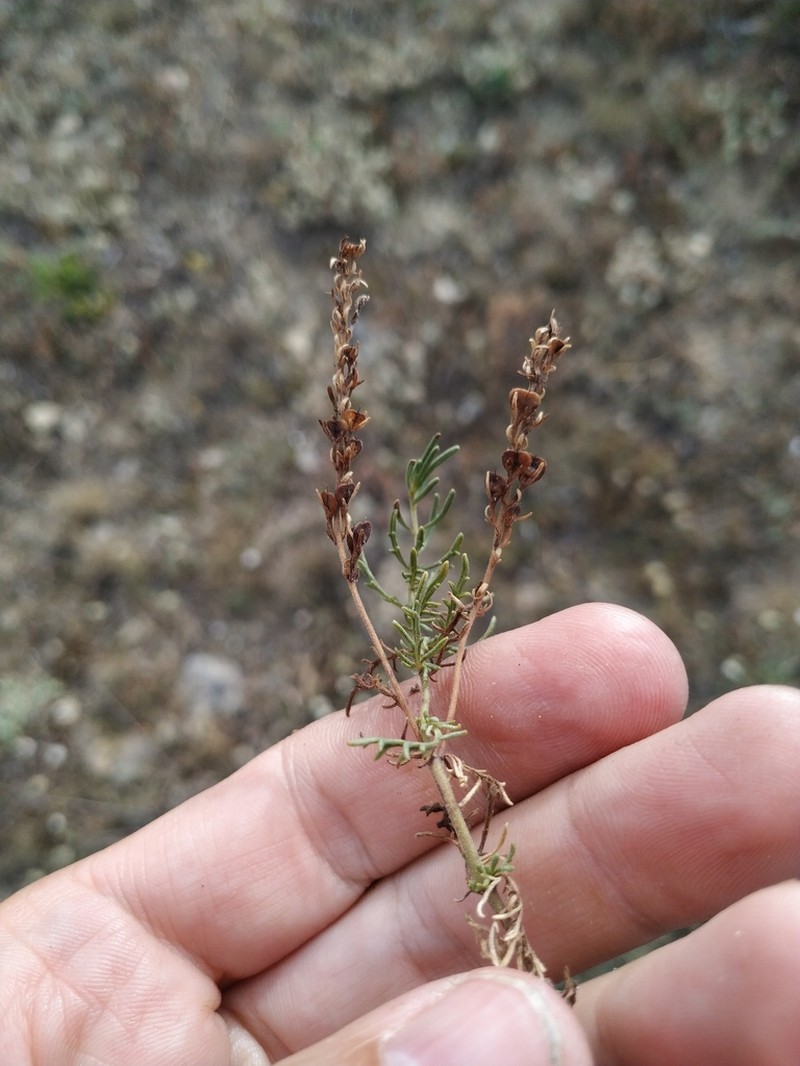 Veronica capsellicarpa photo 5