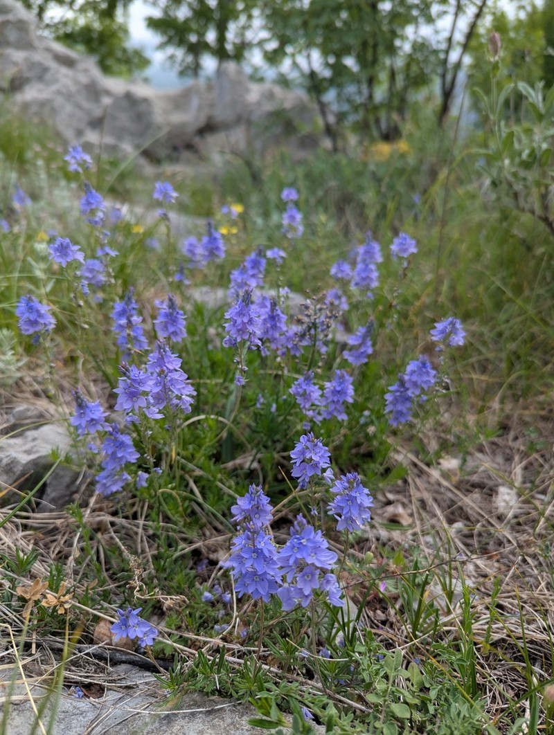Veronica capsellicarpa photo 6