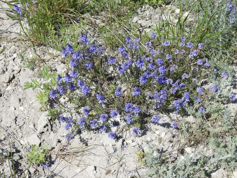 Veronica capsellicarpa photo 8