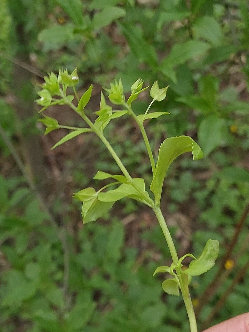 Veronica cardiocarpa photo 2