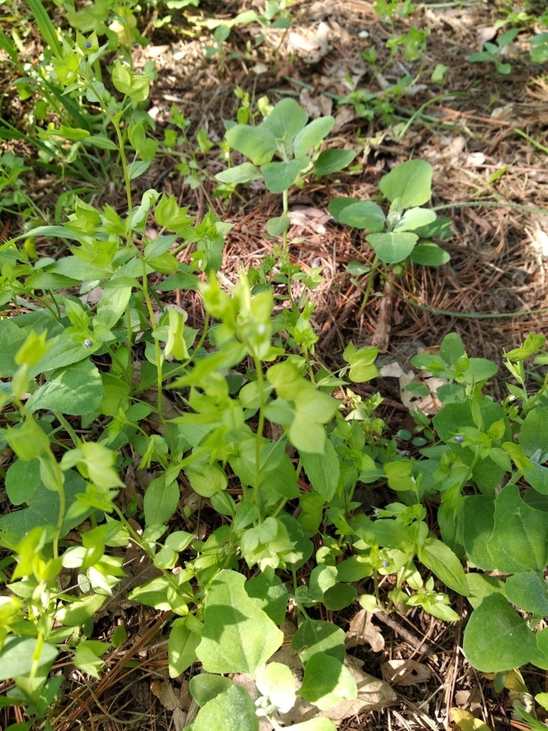 Veronica cardiocarpa photo 3
