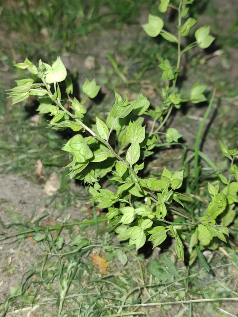 Veronica cardiocarpa photo 4