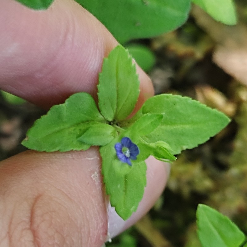 Veronica cardiocarpa photo 5