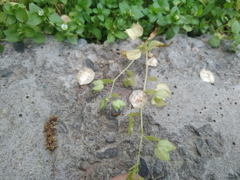 Veronica cardiocarpa photo 6