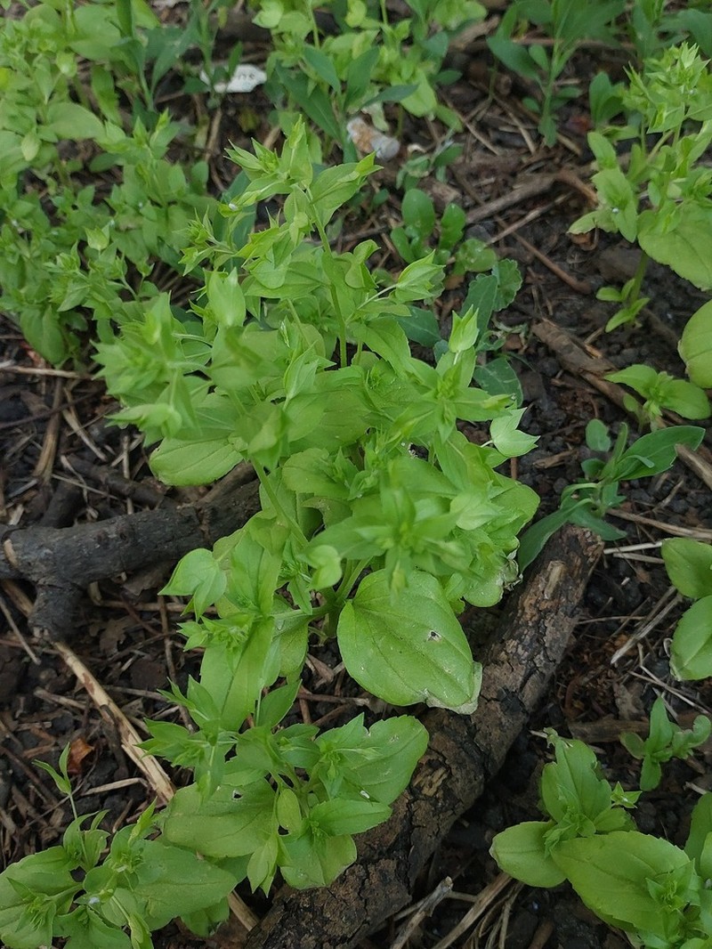 Veronica cardiocarpa photo 7