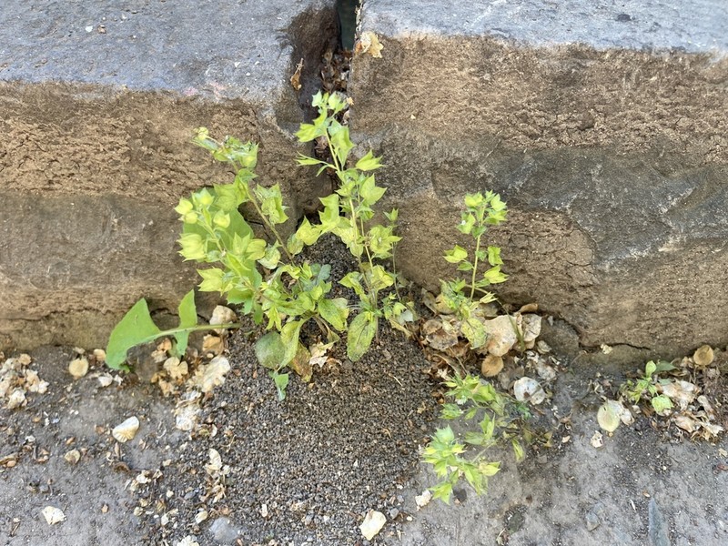 Veronica cardiocarpa photo 8