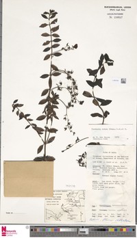 Veronica carminea