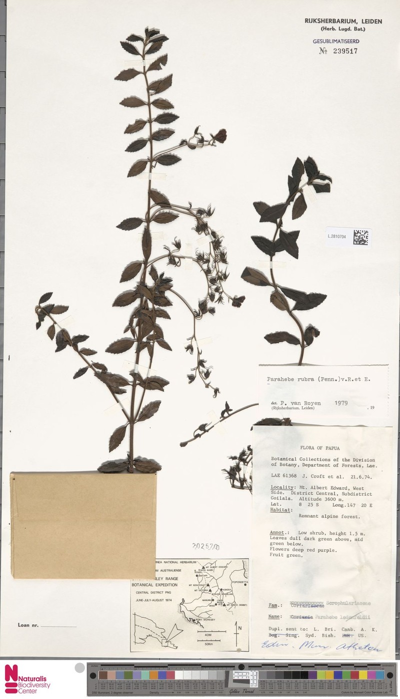 Veronica carminea